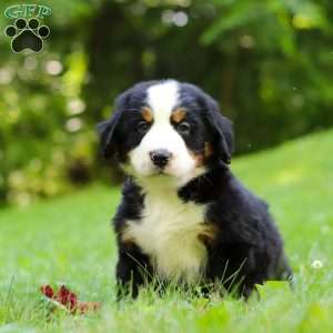 Jolene, Bernese Mountain Dog Puppy