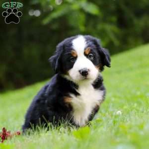 Jolene, Bernese Mountain Dog Puppy