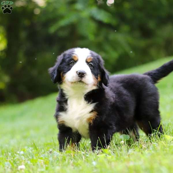Jolene, Bernese Mountain Dog Puppy