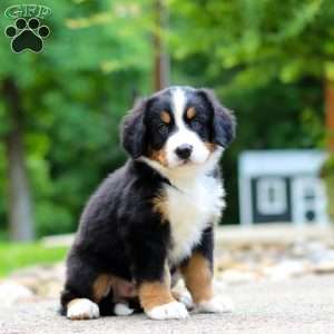 Claudia, Bernese Mountain Dog Puppy