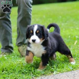 Claudia, Bernese Mountain Dog Puppy