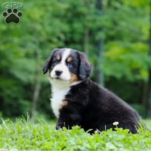 Claudia, Bernese Mountain Dog Puppy