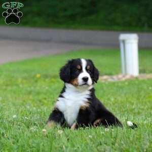 Claudia, Bernese Mountain Dog Puppy