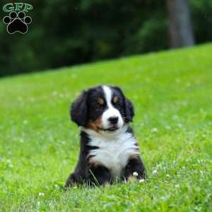 Claudia, Bernese Mountain Dog Puppy