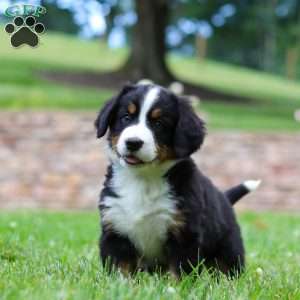 Claudia, Bernese Mountain Dog Puppy