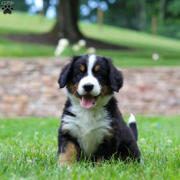 Claudia, Bernese Mountain Dog Puppy