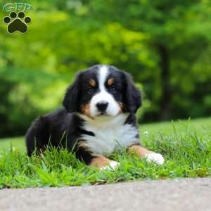 Claudia, Bernese Mountain Dog Puppy