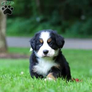 Bella, Bernese Mountain Dog Puppy