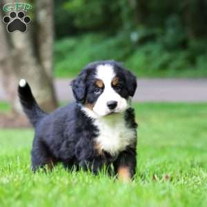 Bella, Bernese Mountain Dog Puppy