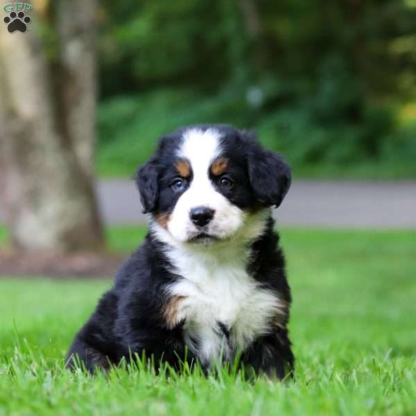 Bella, Bernese Mountain Dog Puppy