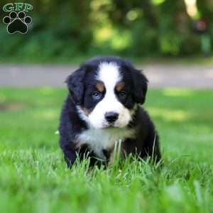 Bella, Bernese Mountain Dog Puppy