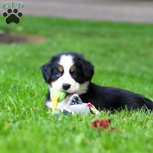 Bella, Bernese Mountain Dog Puppy