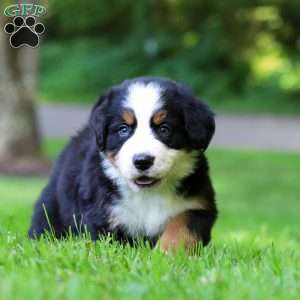 Bella, Bernese Mountain Dog Puppy