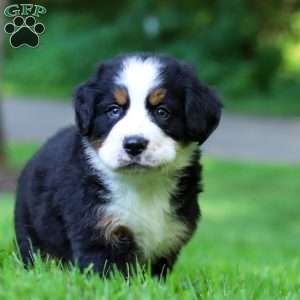 Bella, Bernese Mountain Dog Puppy