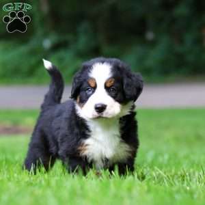 Bella, Bernese Mountain Dog Puppy