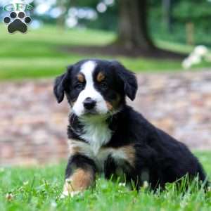 Dixie, Bernese Mountain Dog Puppy