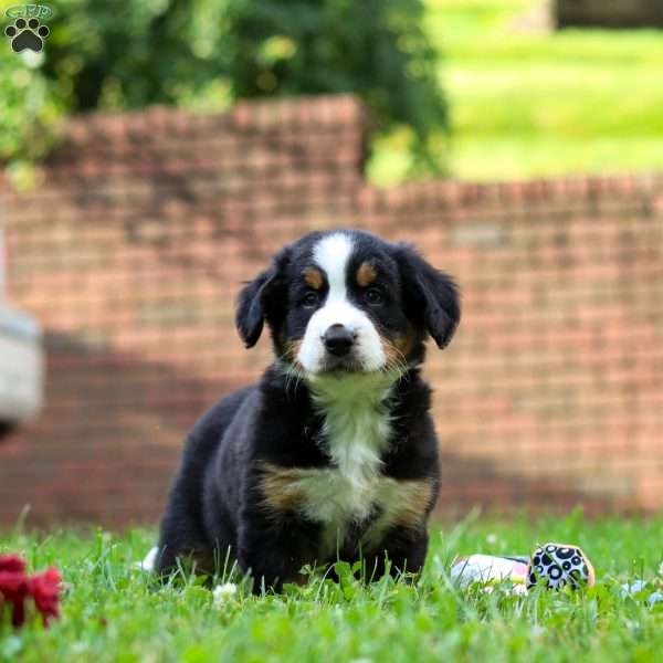 Dixie, Bernese Mountain Dog Puppy