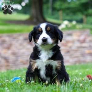 Dixie, Bernese Mountain Dog Puppy