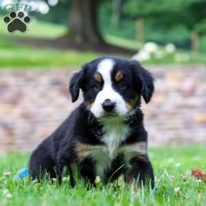 Dixie, Bernese Mountain Dog Puppy