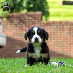 Dixie, Bernese Mountain Dog Puppy