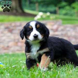 Dixie, Bernese Mountain Dog Puppy