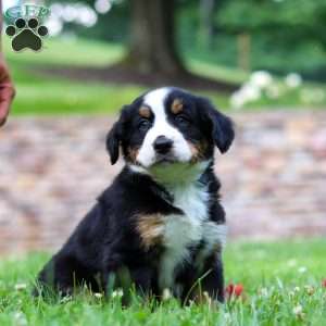 Dixie, Bernese Mountain Dog Puppy