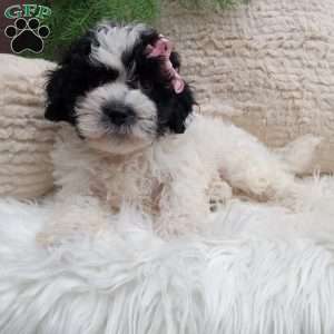 Molly, Teddy Bear Puppy