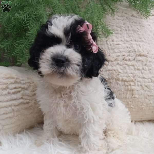 Molly, Teddy Bear Puppy