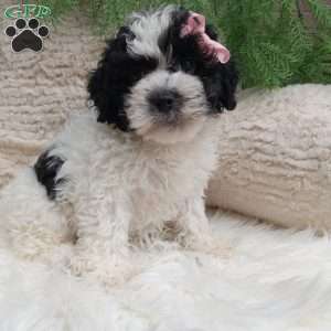 Molly, Teddy Bear Puppy