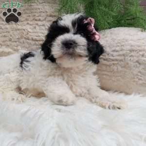 Molly, Teddy Bear Puppy