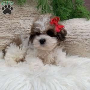 Teddy, Teddy Bear Puppy