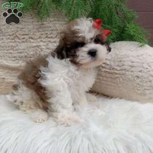 Teddy, Teddy Bear Puppy
