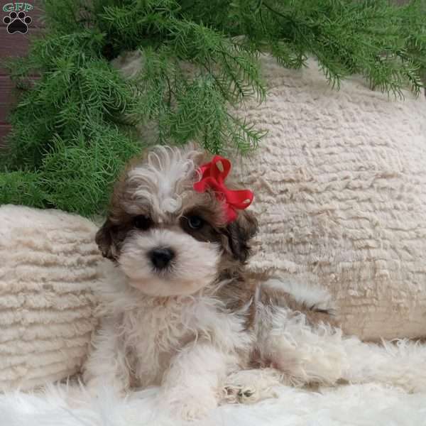 Teddy, Teddy Bear Puppy