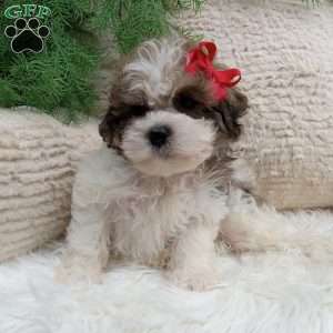Teddy, Teddy Bear Puppy