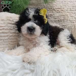 Toby, Teddy Bear Puppy