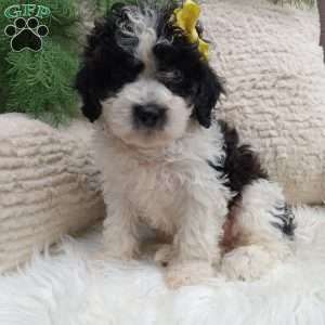 Toby, Teddy Bear Puppy