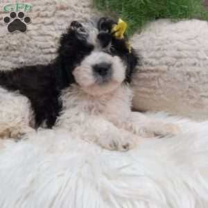 Toby, Teddy Bear Puppy