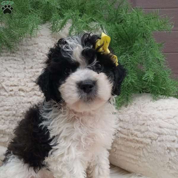 Toby, Teddy Bear Puppy
