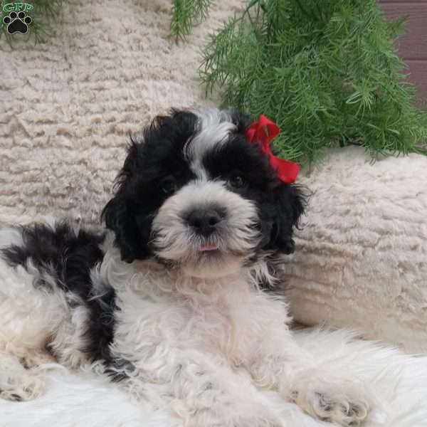 Jax, Teddy Bear Puppy