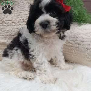Jax, Teddy Bear Puppy