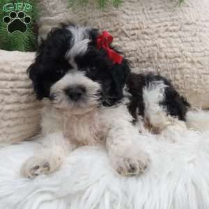 Jax, Teddy Bear Puppy