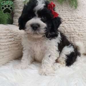 Jax, Teddy Bear Puppy