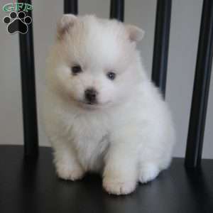 Remy, Pomeranian Puppy