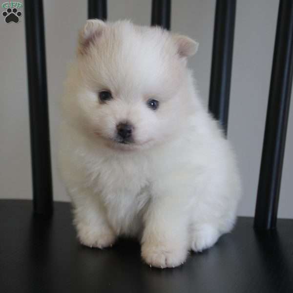 Remy, Pomeranian Puppy