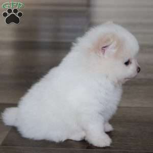 Remy, Pomeranian Puppy