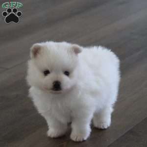 Remy, Pomeranian Puppy
