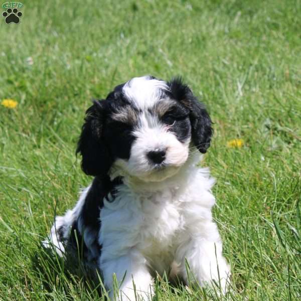 Sophie, Cavapoo Puppy