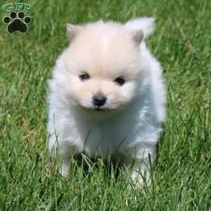 Riley, Pomeranian Puppy