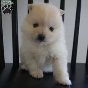 Riley, Pomeranian Puppy