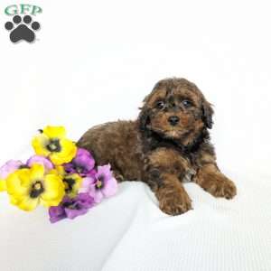 Galaxy, Shih-Poo Puppy